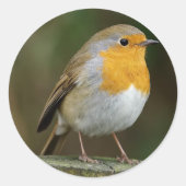 Robin Stickers (Voorkant)