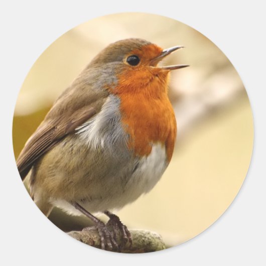 Robin Stickers (Voorkant)