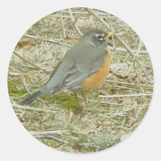 Robin Stickers (Voorkant)