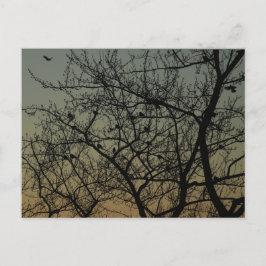 Robin Tree at Dawn beroemd gemaakt door Robin Aankondigingskaart