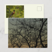 Robin Tree at Dawn beroemd gemaakt door Robin Aankondigingskaart (Voorkant / Achterkant)