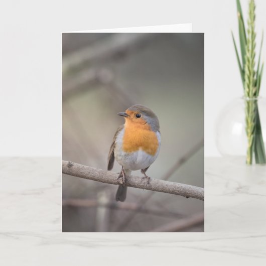 Robin Wildlife Foto Kaart (Voorkant)