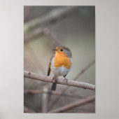 Robin Wildlife Photo Poster (Voorkant)