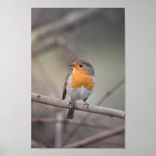 Robin Wildlife Photo Poster (Voorkant)