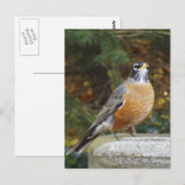 Robins Bath-vogel briefkaart (Voorkant / Achterkant)