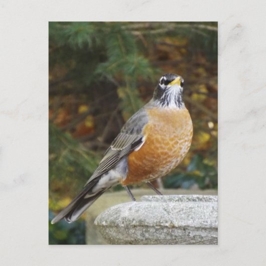 Robins Bath-vogel briefkaart (Voorkant)