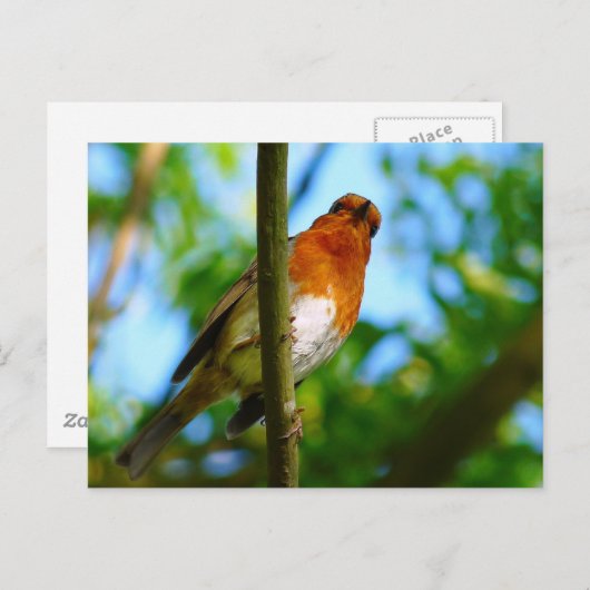 ROBINS BRIEFKAART (Voorkant / Achterkant)