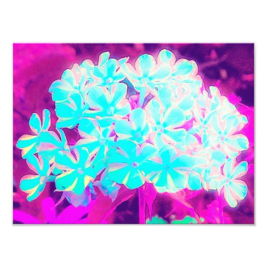 Robin's Egg Blue Peppermint Twist Phlox Flowers Foto Afdruk (Voorkant)