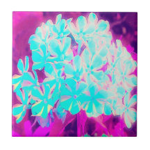 Robin's Egg Blue Peppermint Twist Phlox Flowers