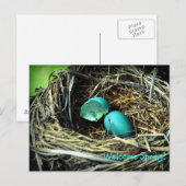 Robin's Egg Nest Spring Briefkaart (Voorkant / Achterkant)