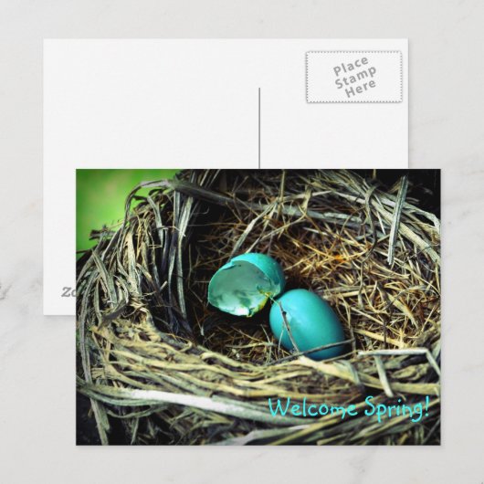 Robin's Egg Nest Spring Briefkaart (Voorkant / Achterkant)