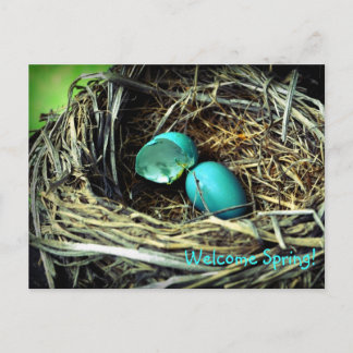 Robin's Egg Nest Spring Briefkaart