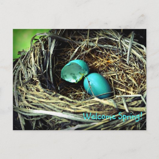 Robin's Egg Nest Spring Briefkaart (Voorkant)