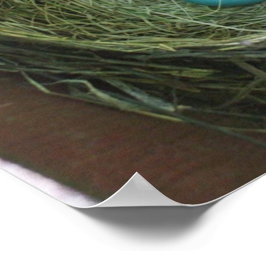  Robin's Eggs Poster (Hoek)