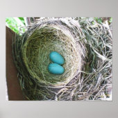  Robin's Eggs Poster (Voorkant)