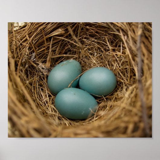 Robins-eieren Poster (Voorkant)