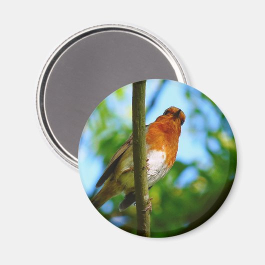 ROBINS MAGNEET (Voorkant / Achterkant)