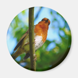 ROBINS MAGNEET