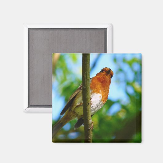 ROBINS MAGNEET (Voorkant / Achterkant)