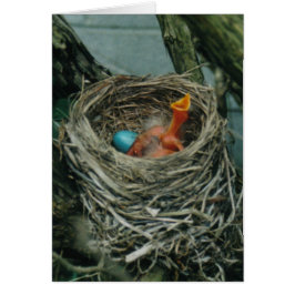 Robin's Nest