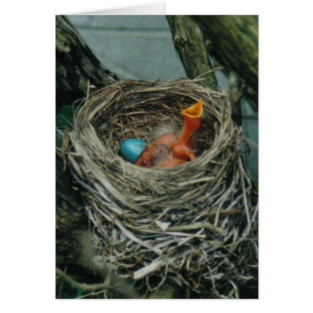 Robin's Nest (Voorkant)