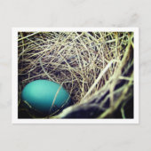 Robin's Nest | Briefkaart (Voorkant)