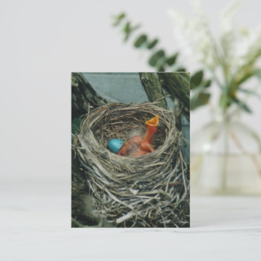 Robin's nest briefkaart (Staand voorkant)