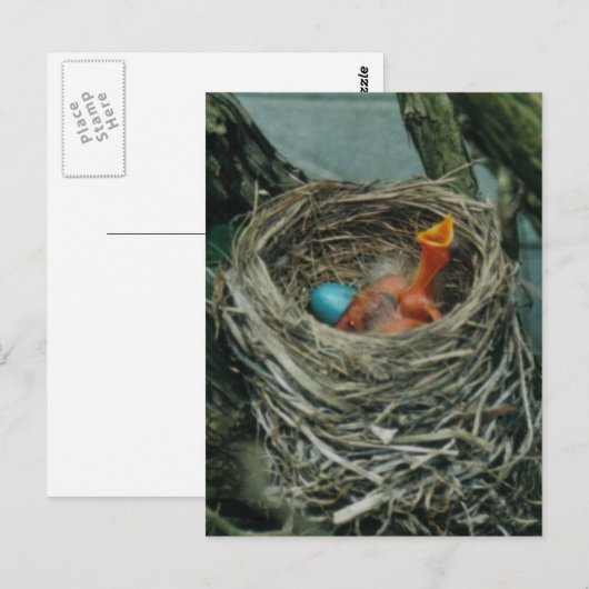 Robin's nest briefkaart (Voorkant / Achterkant)