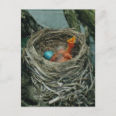Robin's nest briefkaart (Voorkant)