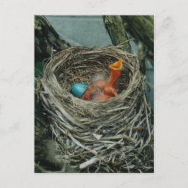 Robin's nest briefkaart