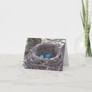 Robin's Nest met Blue Eggs blanco briefkaart