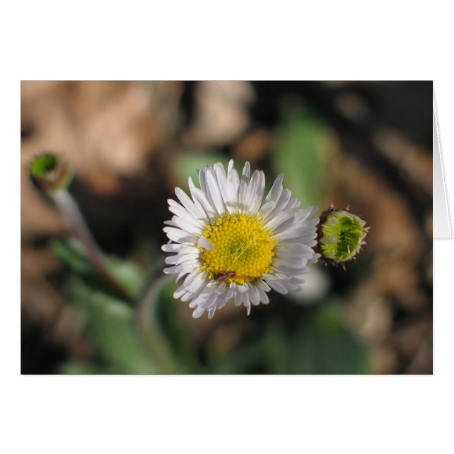 Robin's Plantain (Voorkant Horizontaal)