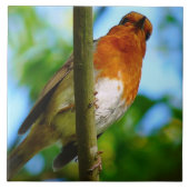 ROBINS TEGELTJE (Voorkant)