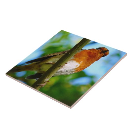 ROBINS TEGELTJE (Zijkant)