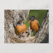 Robins V Briefkaart (Voorkant)