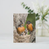 Robins VI Briefkaart (Staand voorkant)