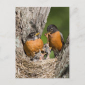 Robins VI Briefkaart (Voorkant)