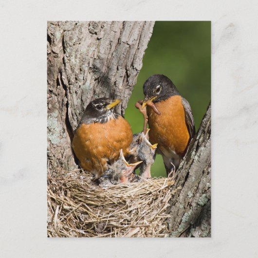Robins VI Briefkaart (Voorkant)