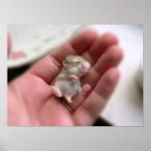 Robo Pup Poster (Voorkant)