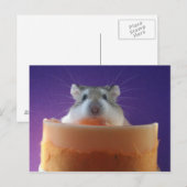 Roborovksi Hamster Briefkaart (Voorkant / Achterkant)
