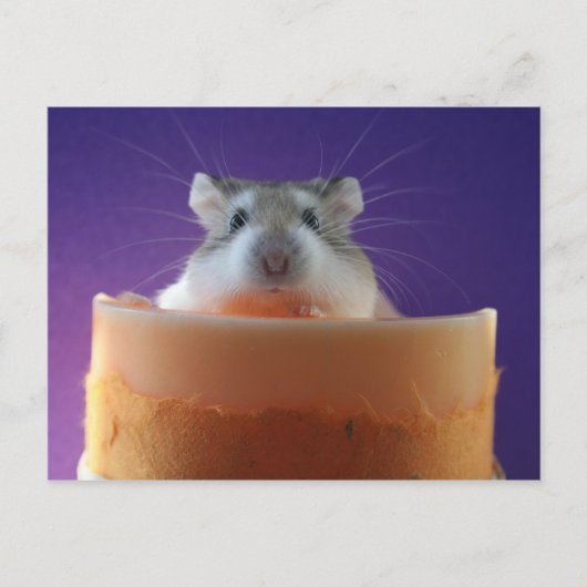 Roborovksi Hamster Briefkaart (Voorkant)