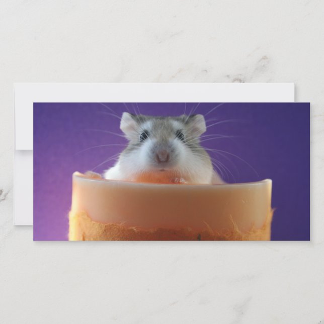 Roborovksi Hamster Photo Card (Voorkant)
