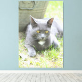 Robuust design grijze kat canvas afdruk (Insitu (Houten vloer))