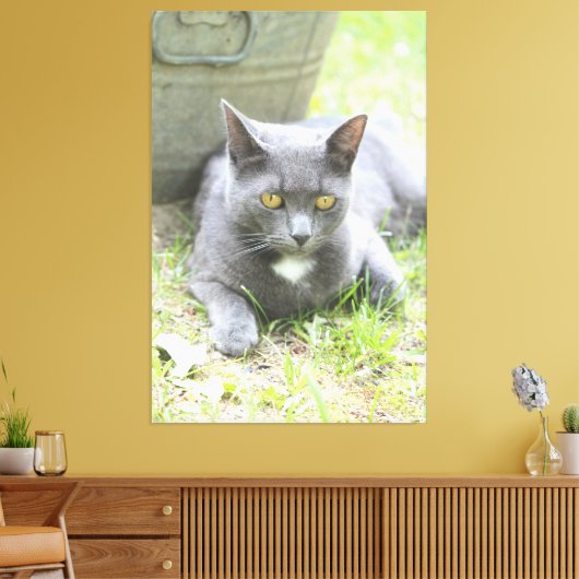 Robuust design grijze kat canvas afdruk (Insitu (Woonkamer))