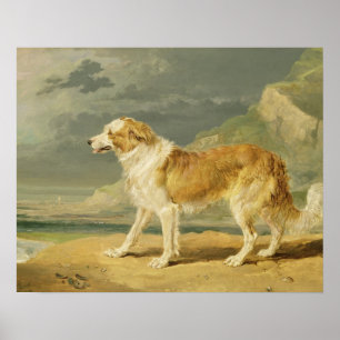 Robuuste collie, 1809 (olie aan boord) poster