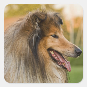 Robuuste collie vierkante sticker
