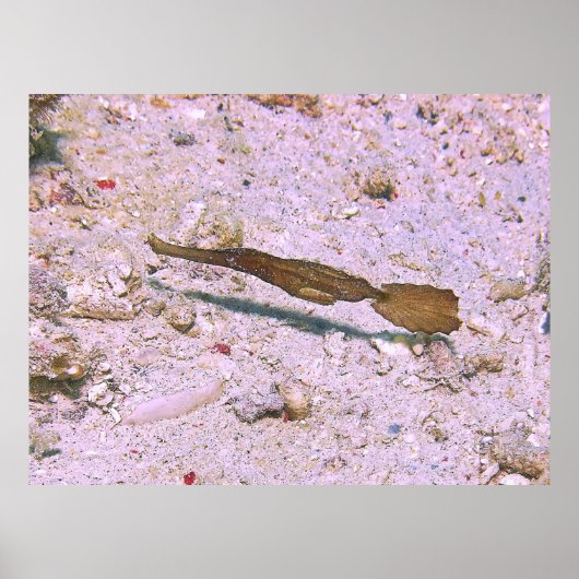 Robuuste Ghost Pipefish Poster (Voorkant)