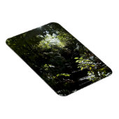Robuuste trap/voetpad in bos, zonlicht magneet (Rechterzijde)