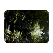 Robuuste trap/voetpad in bos, zonlicht magneet (Horizontaal)