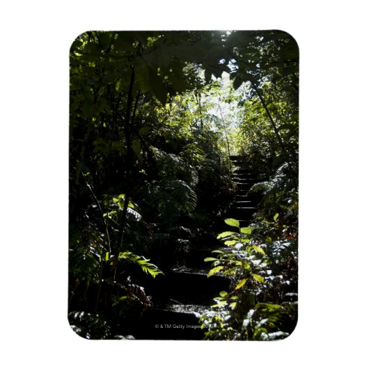 Robuuste trap/voetpad in bos, zonlicht magneet (Verticaal)